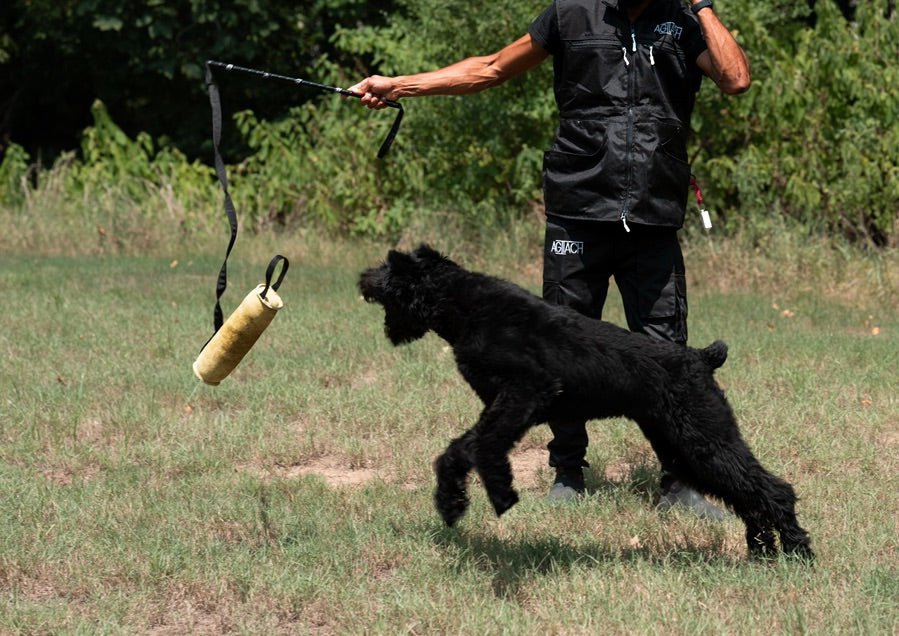 Agitach Flirt Pole: Ignite Your Dog’s Instincts